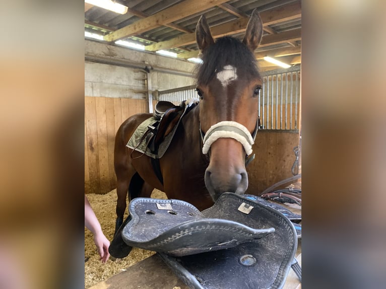 Freiberger Valack 10 år 168 cm Mörkbrun in Berg