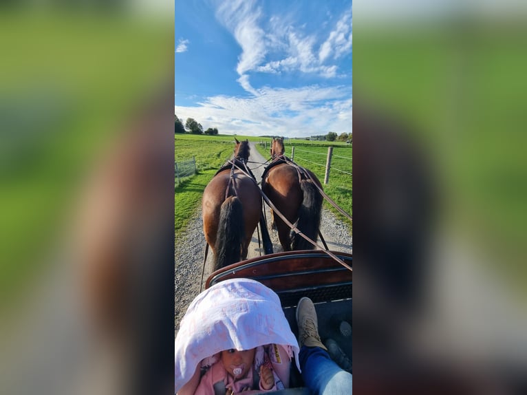 Freiberger Wałach 11 lat 152 cm Gniada in Aystetten