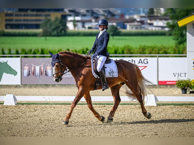 Freiberger Wałach 11 lat 160 cm Kasztanowata in Sihlbrugg