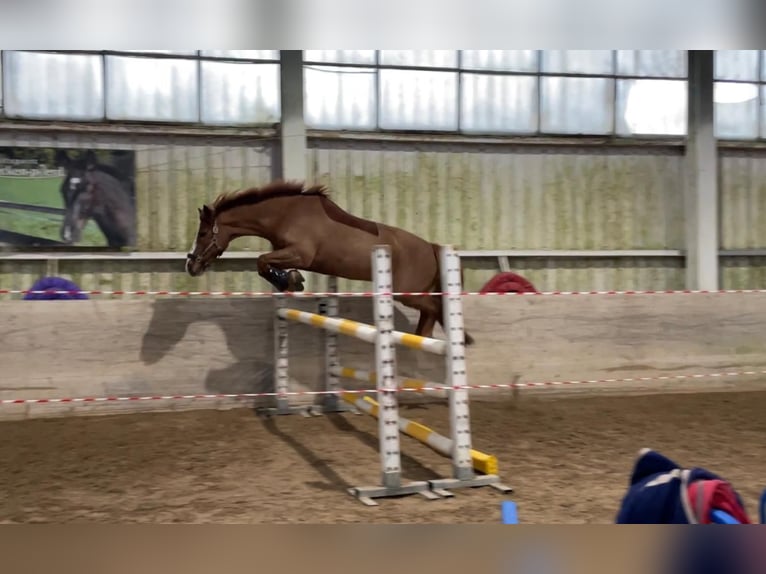 Freiberger Wałach 11 lat 160 cm Kasztanowata in Sihlbrugg