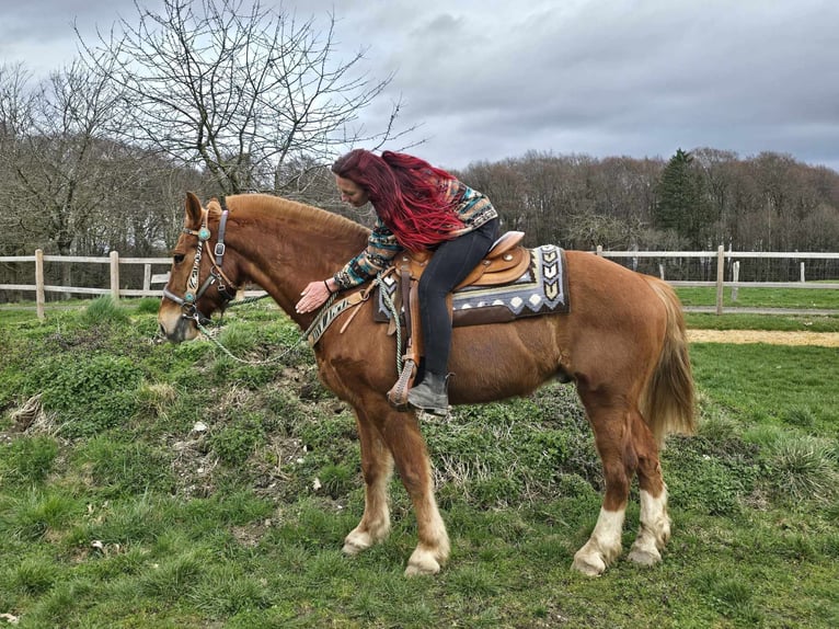 Freiberger Wałach 15 lat 157 cm Kasztanowata in Linkenbach
