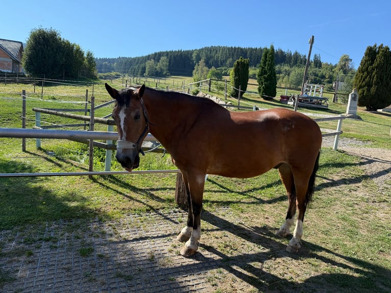 Freiberger Wałach 21 lat 161 cm Gniada in Leopoldschlag