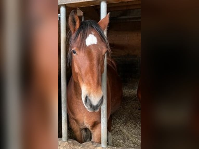 Freiberger Wałach 2 lat 155 cm Gniada in St. Antoni
