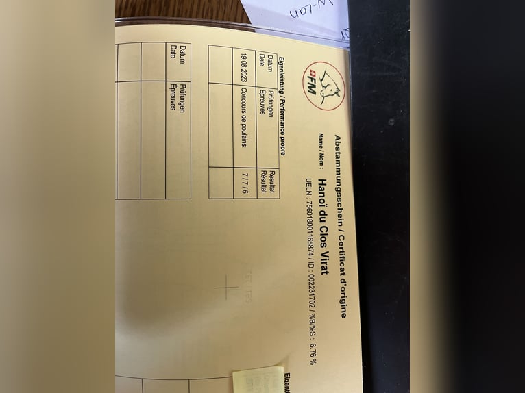 Freiberger Wałach 2 lat 160 cm Siwa in B&#xF6;rrstadt