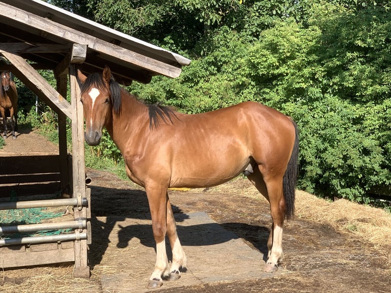 Freiberger Wałach 2 lat 163 cm Gniada in Vilshofen