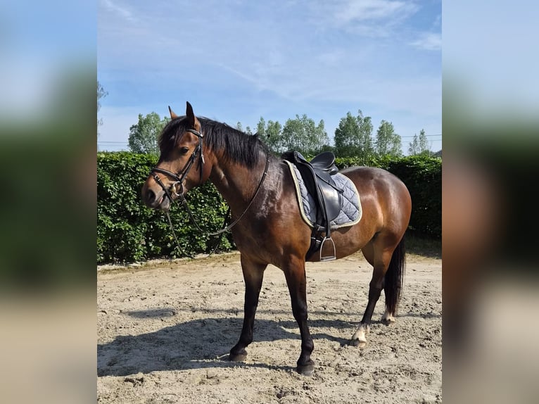 Freiberger Wałach 3 lat 156 cm Ciemnogniada in Breendonk