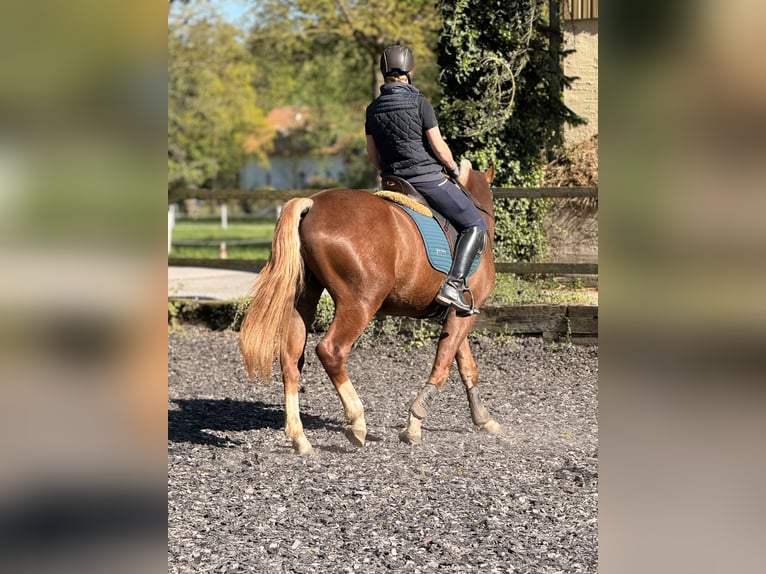 Freiberger Wałach 3 lat 157 cm Ciemnokasztanowata in Paderborn