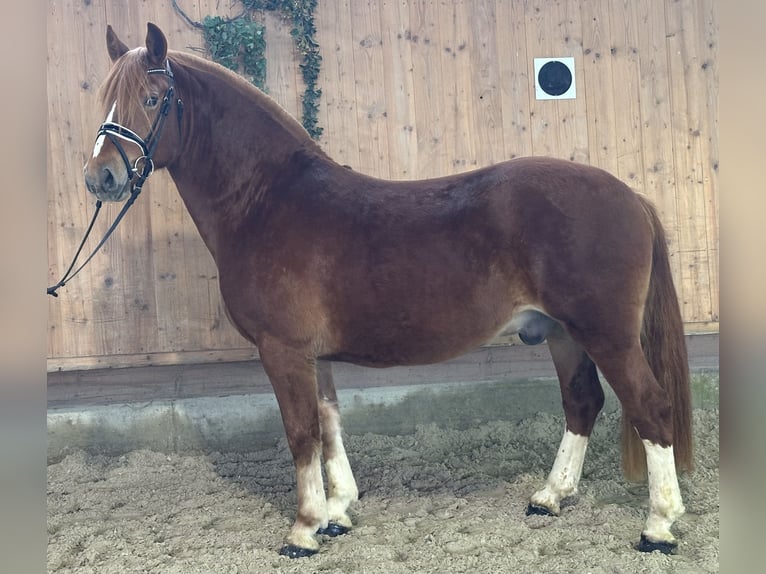Freiberger Wałach 3 lat 157 cm Ciemnokasztanowata in Riedlingen