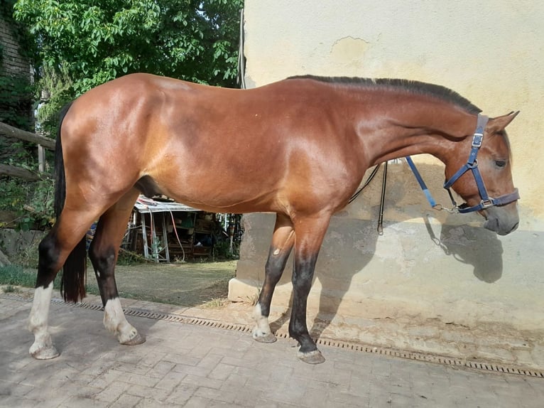 Freiberger Wałach 3 lat 157 cm Gniada in Niederneisen