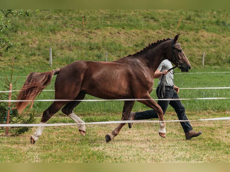 Freiberger Wałach 3 lat 158 cm Ciemnokasztanowata in Oschwand