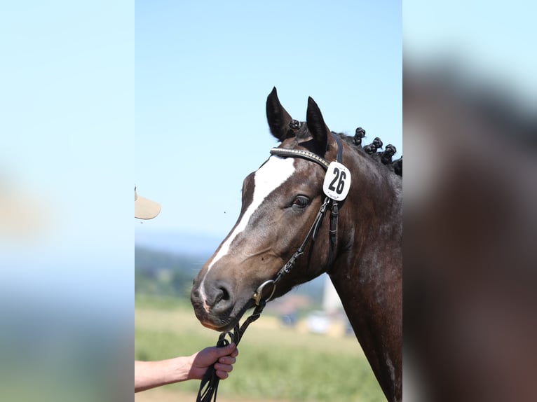 Freiberger Wałach 3 lat 158 cm Kara in Oschwand