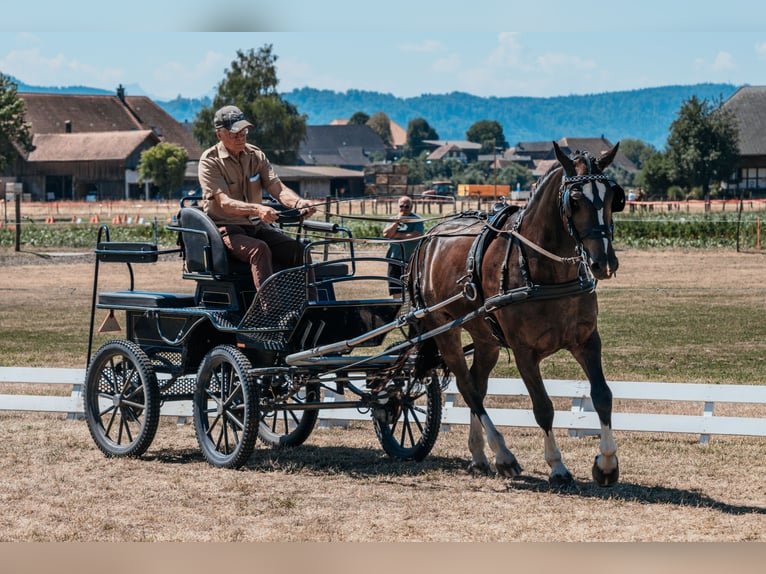 Freiberger Wałach 3 lat 158 cm Kara in Oschwand