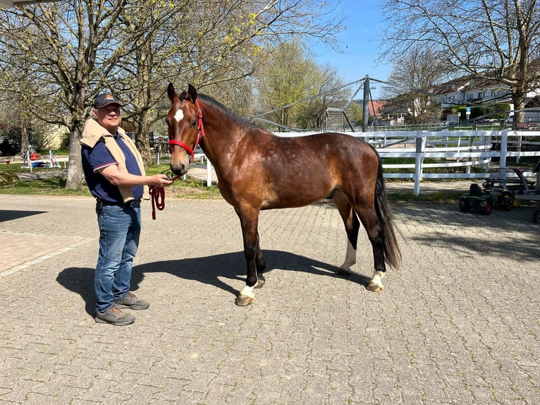 Freiberger Wałach 3 lat 159 cm Ciemnogniada in Rümmingen