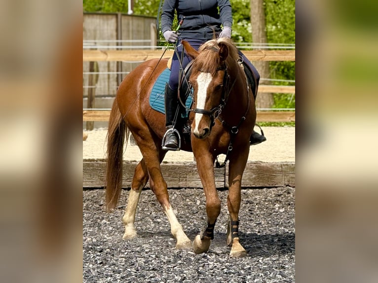 Freiberger Wałach 3 lat 160 cm Ciemnokasztanowata in Paderborn