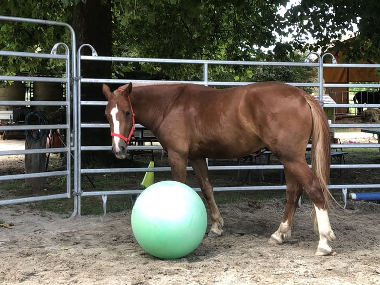 Freiberger Wałach 3 lat 160 cm Kasztanowata in R&#xFC;mmingen