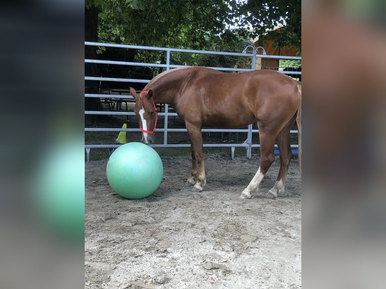 Freiberger Wałach 3 lat 160 cm Kasztanowata in R&#xFC;mmingen