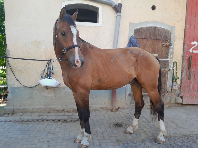 Freiberger Wałach 3 lat 163 cm Gniada in Niederneisen