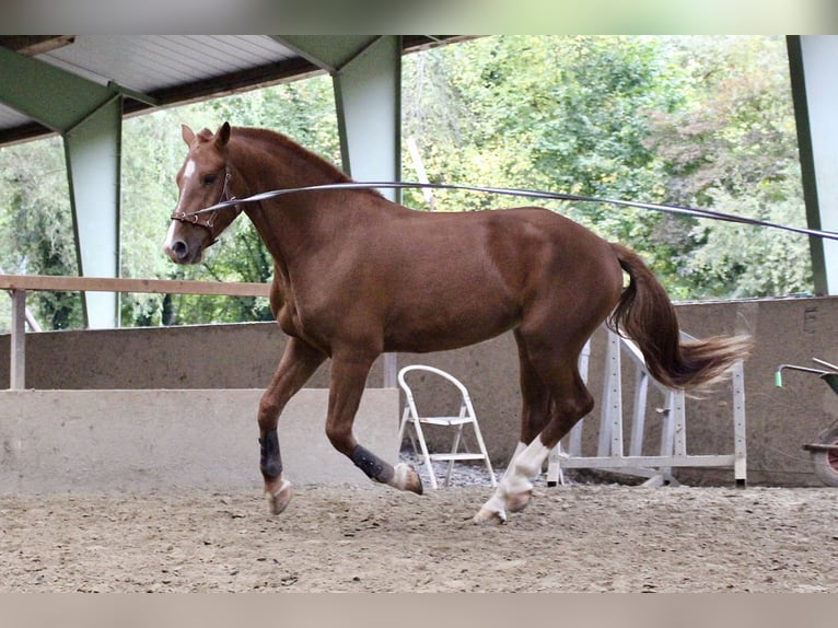 Freiberger Wałach 3 lat 164 cm Kasztanowata in Paderborn