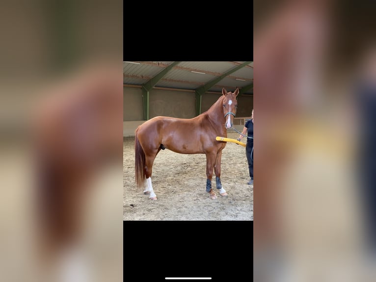 Freiberger Wałach 3 lat 164 cm Kasztanowata in Paderborn