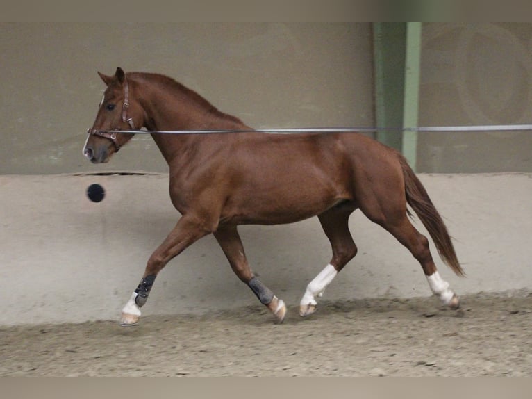 Freiberger Wałach 3 lat 164 cm Kasztanowata in Paderborn