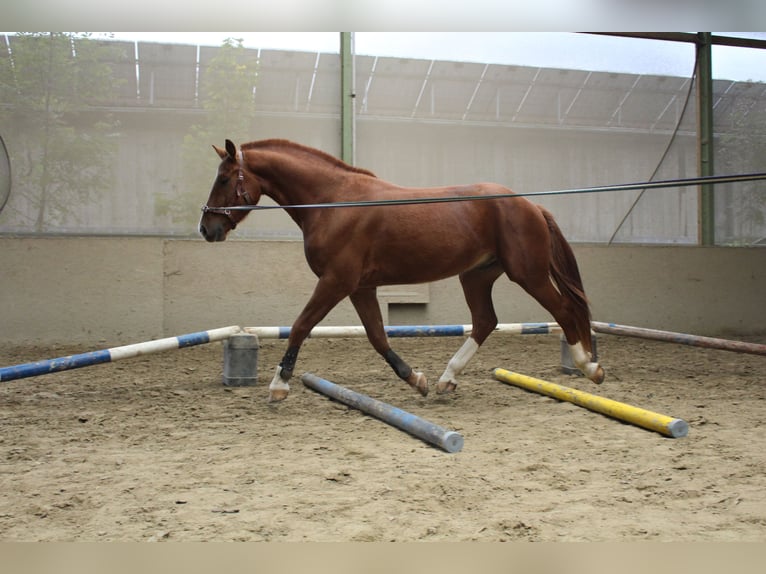 Freiberger Wałach 3 lat 164 cm Kasztanowata in Paderborn