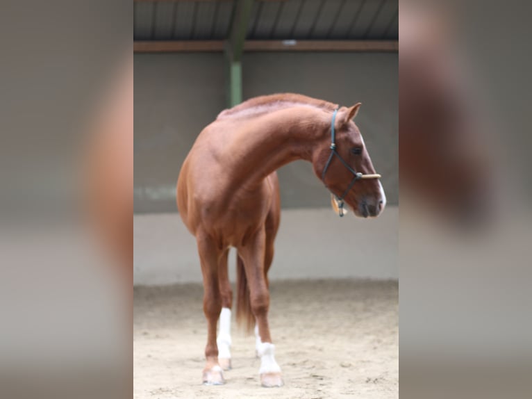 Freiberger Wałach 3 lat 164 cm Kasztanowata in Paderborn