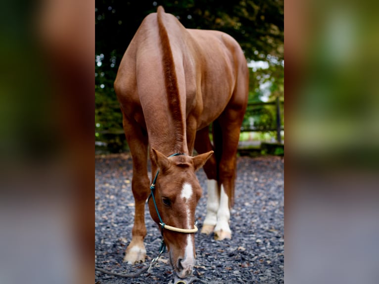 Freiberger Wałach 3 lat 164 cm Kasztanowata in Paderborn