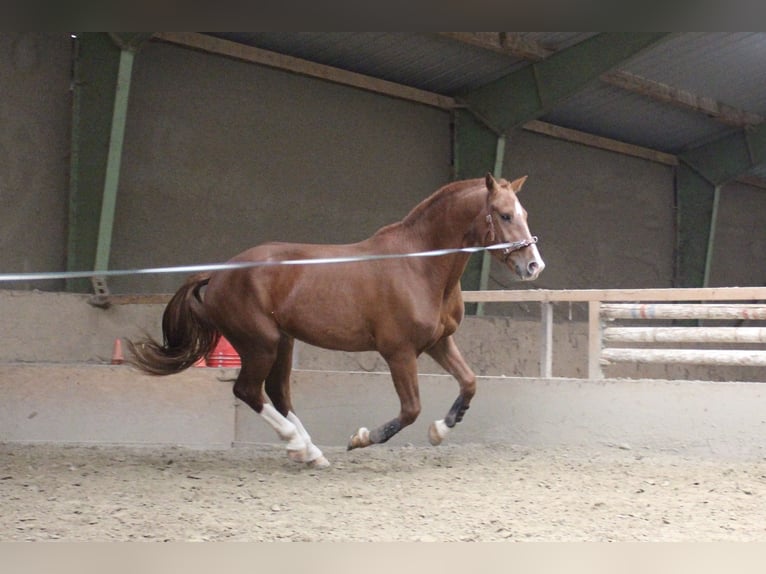 Freiberger Wałach 3 lat 164 cm Kasztanowata in Paderborn