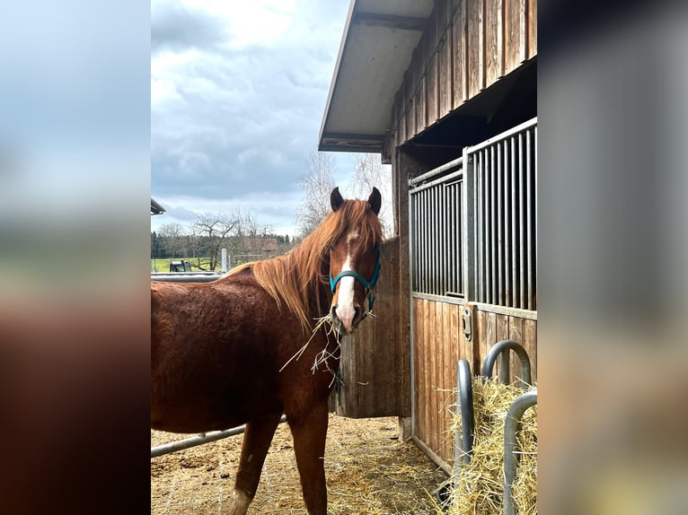 Freiberger Wałach 3 lat 170 cm Kasztanowata in Neukirch (Egnach)