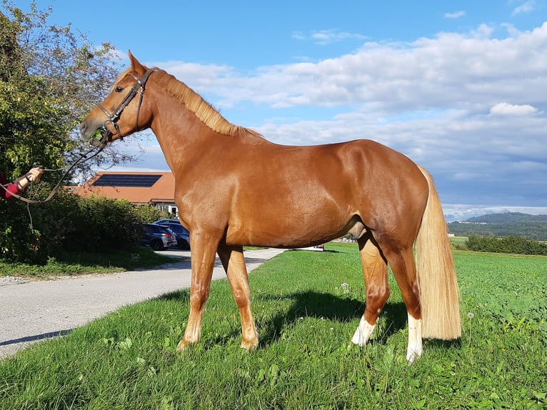 Freiberger Wałach 4 lat 153 cm Kasztanowata in Ménières