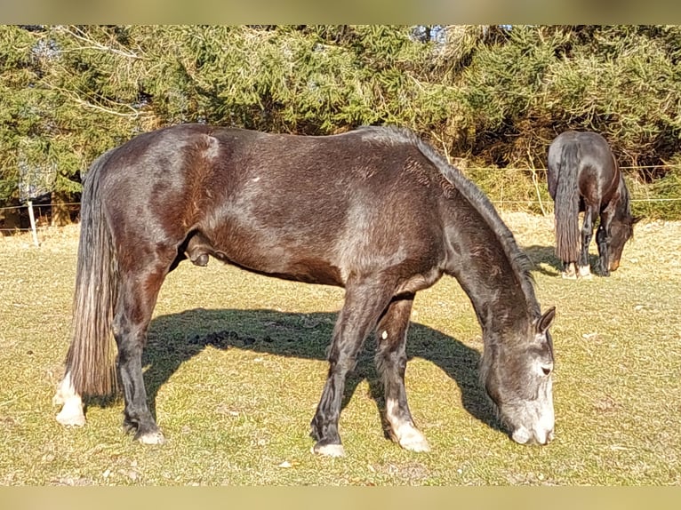 Freiberger Mix Wałach 4 lat 155 cm Siwa in Taufkirchen/Vils