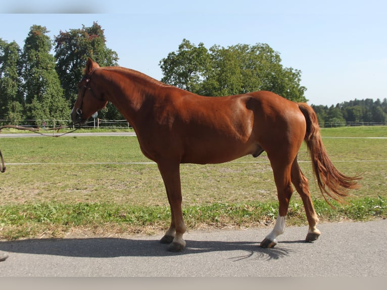 Freiberger Wałach 4 lat 157 cm Kasztanowata in Sch&#xF6;nholzerswilen
