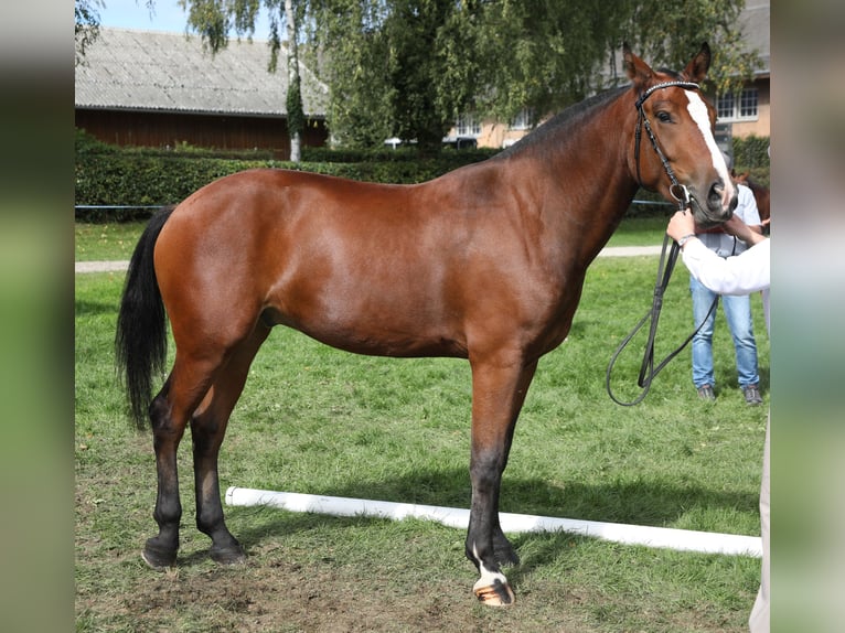 Freiberger Wałach 4 lat 159 cm Ciemnogniada in Thalheim an der Thur