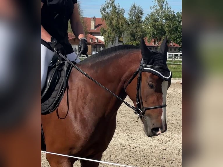 Freiberger Wałach 4 lat 160 cm Ciemnogniada in Thalheim an der Thur