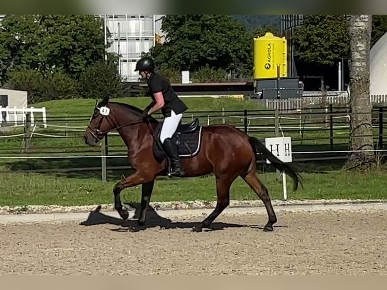 Freiberger Wałach 4 lat 160 cm Ciemnogniada in Thalheim an der Thur
