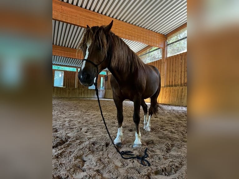 Freiberger Wałach 5 lat 152 cm Kasztanowata in KletzkeBad Wilsnack