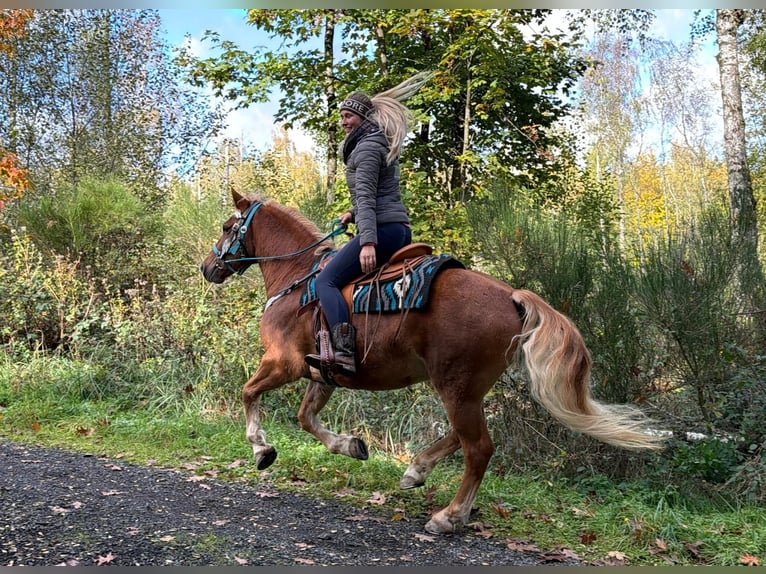Freiberger Wałach 5 lat 156 cm Kasztanowata in Linkenbach