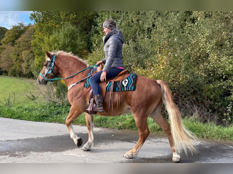 Freiberger Wałach 5 lat 156 cm Kasztanowata in Linkenbach