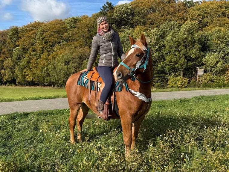 Freiberger Wałach 5 lat 156 cm Kasztanowata in Linkenbach