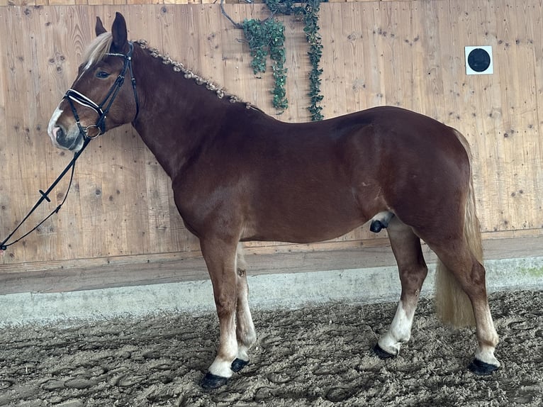 Freiberger Mix Wałach 5 lat 158 cm Kasztanowata in Riedlingen