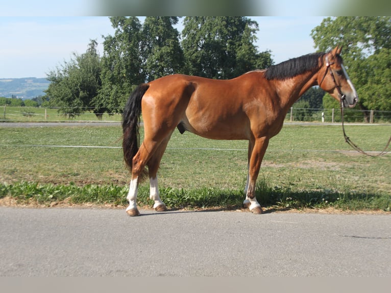 Freiberger Wałach 5 lat 164 cm Gniada in Sch&#xF6;nholzerswilen
