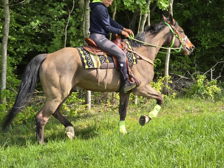 Freiberger Wałach 5 lat 166 cm Gniada in Linkenbach