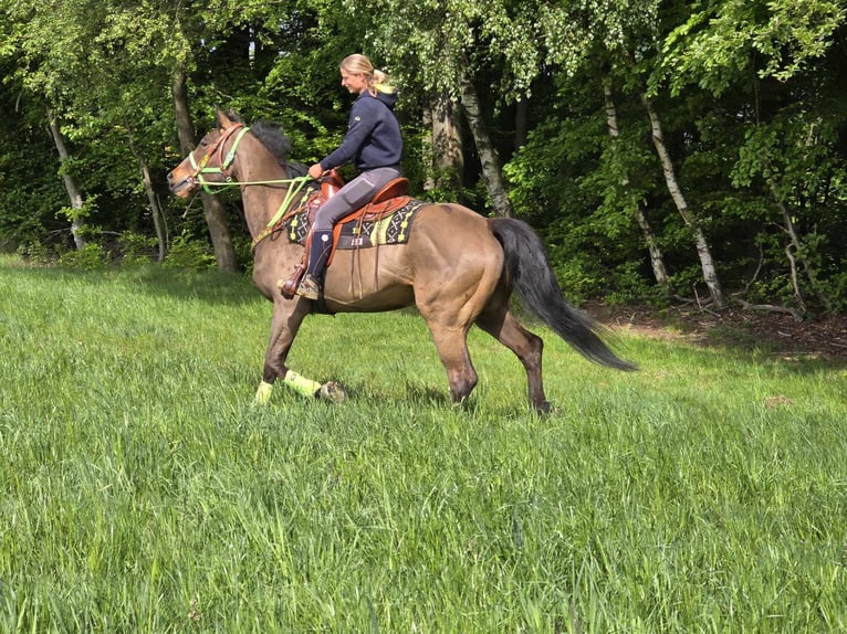 Freiberger Wałach 5 lat 166 cm Gniada in Linkenbach