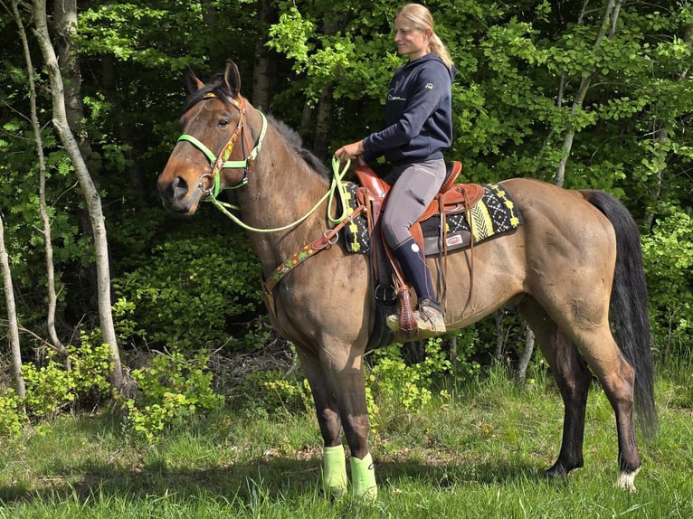 Freiberger Wałach 5 lat 166 cm Gniada in Linkenbach
