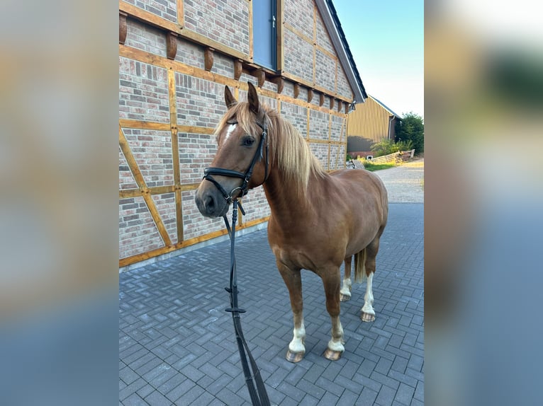 Freiberger Wałach 8 lat 154 cm Kasztanowata in Sittensen