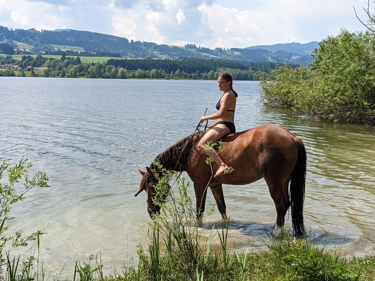 Freiberger Wałach 8 lat 155 cm Gniada in Sulzberg
