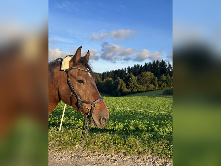 Freiberger Wałach 8 lat 158 cm Gniada in Hasle b. Burgdorf