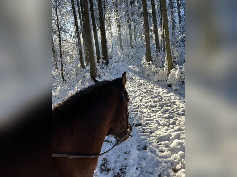 Freiberger Wałach 8 lat 158 cm Gniada in Hasle b. Burgdorf