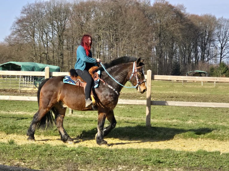 Freiberger Mix Wałach 9 lat 157 cm Gniada in Linkenbach