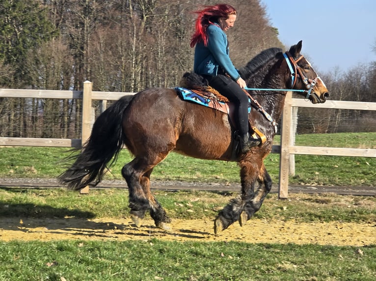 Freiberger Mix Wałach 9 lat 157 cm Gniada in Linkenbach